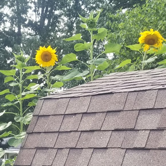 Meet your Posher, Lorie - Picture 6 of 12